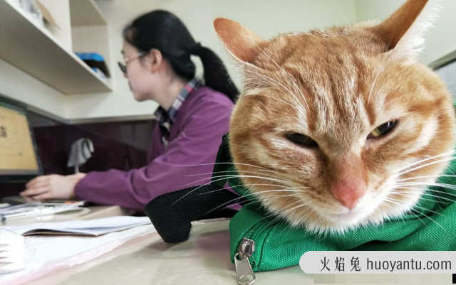 猫什么时候打疫苗(猫什么时候打疫苗比较好)