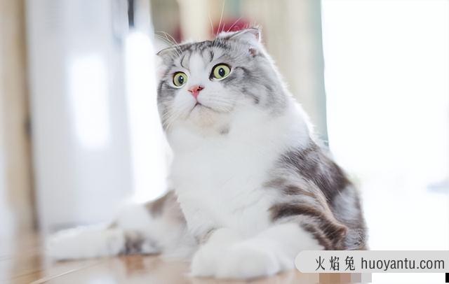 蓝猫折耳贵还是立耳贵(蓝猫折耳的贵还是立耳的贵)