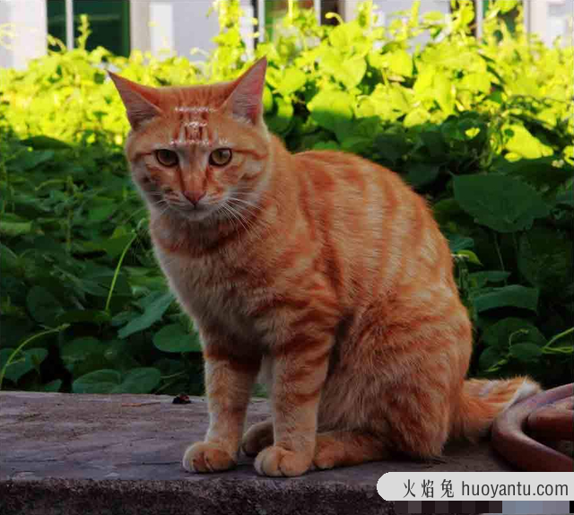 养猫会带来什么运气(属虎养猫会带来什么运气)