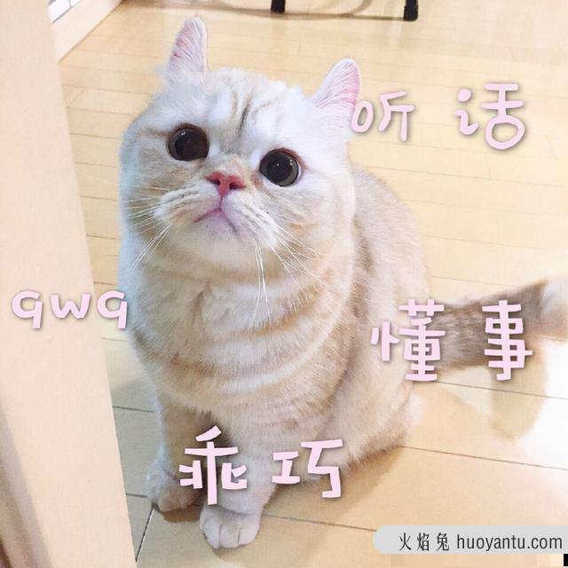 养猫会带来什么运气(属虎养猫会带来什么运气)