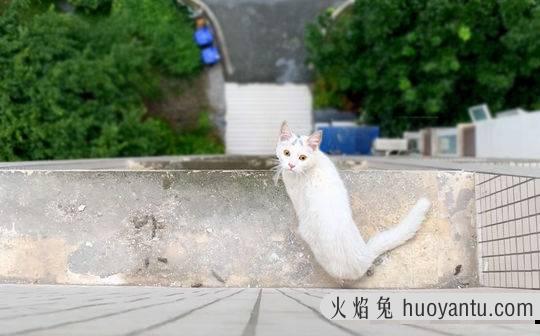 猫咪领养平台(猫咪领养平台有哪些)