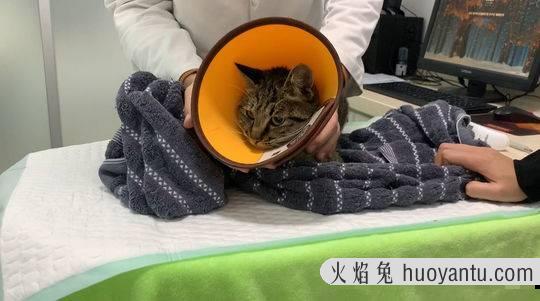 猫咪领养平台(猫咪领养平台有哪些)