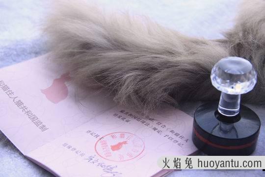 猫咪领养平台(猫咪领养平台有哪些)