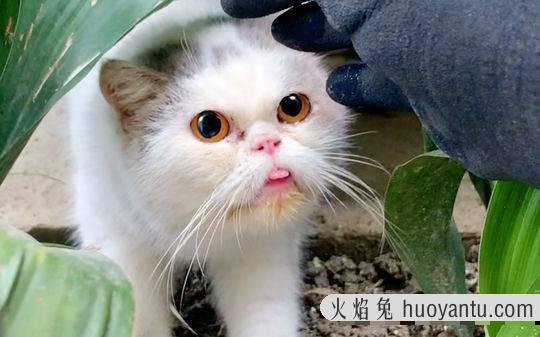 猫咪领养平台(猫咪领养平台有哪些)