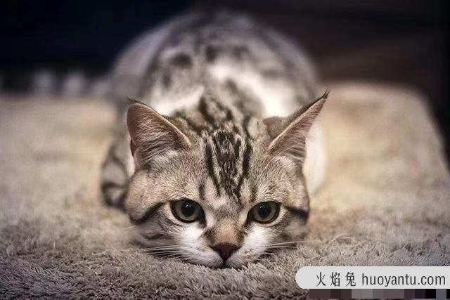 赛级猫和宠物级猫区别(赛级猫是什么意思)