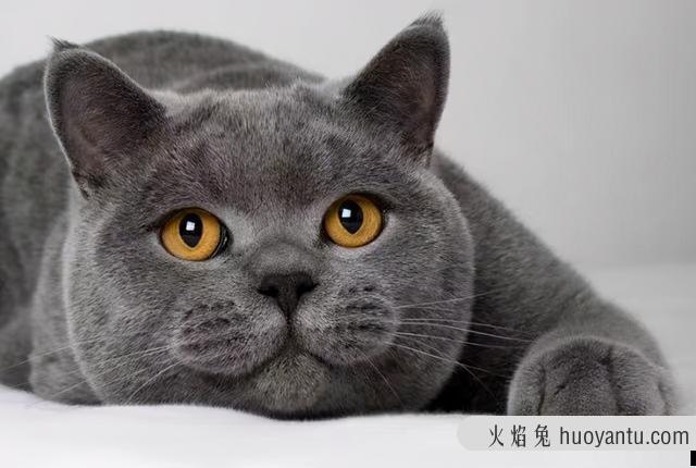 赛级猫和宠物级猫区别(赛级猫是什么意思)