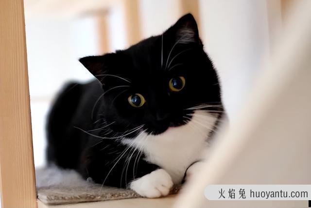 中华田园奶牛猫图片(奶牛猫图片大全可爱)