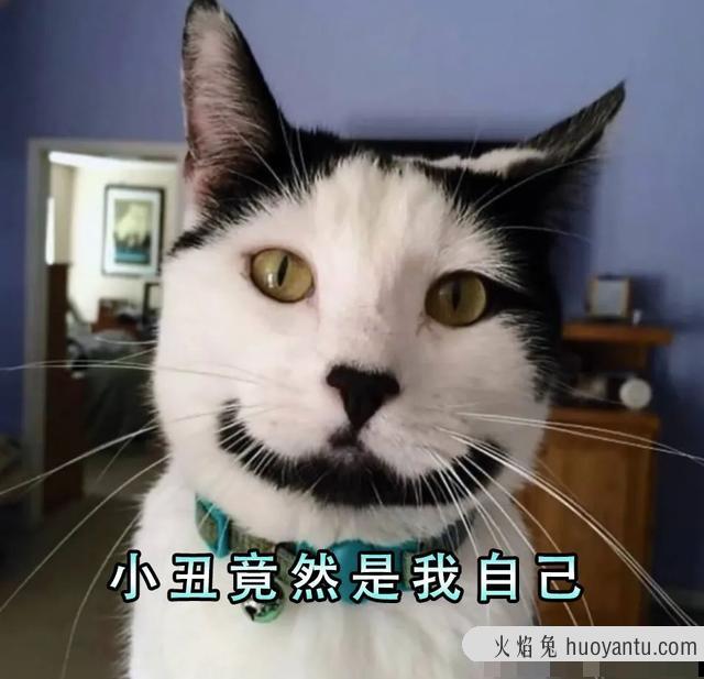 中华田园奶牛猫图片(奶牛猫图片大全可爱)