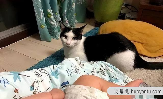 中华田园奶牛猫图片(奶牛猫图片大全可爱)