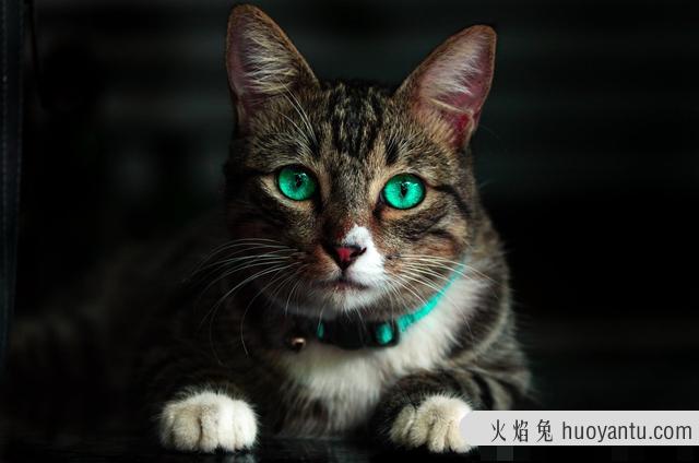 猫咪图片大全可爱(猫咪图片大全大图)