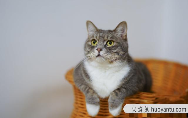 猫咪图片大全可爱(猫咪图片大全大图)