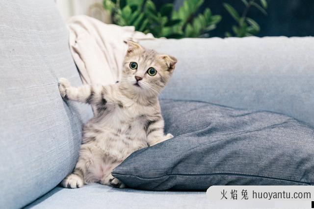 猫咪图片大全可爱(猫咪图片大全大图)