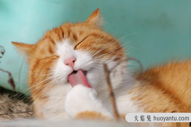 猫咪图片大全可爱(猫咪图片大全大图)