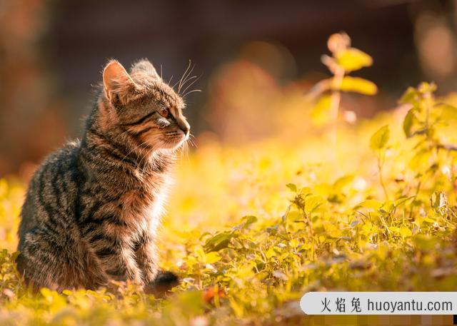 猫咪图片大全可爱(猫咪图片大全大图)