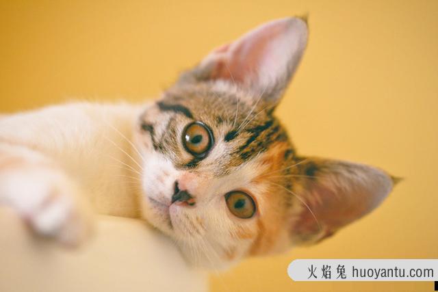 猫咪图片大全可爱(猫咪图片大全大图)