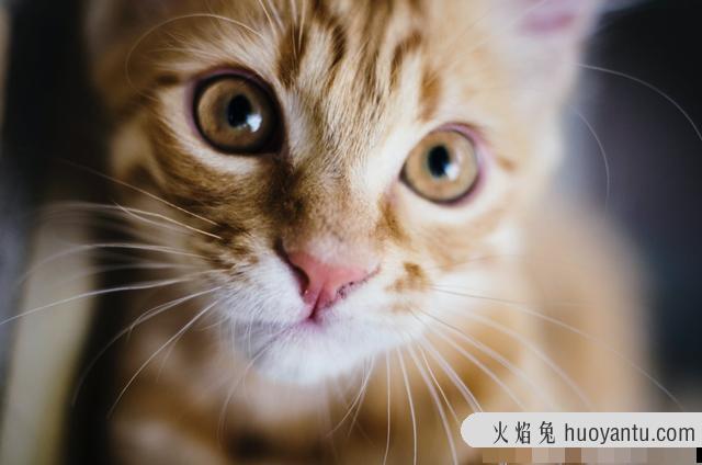 猫咪图片大全可爱(猫咪图片大全大图)