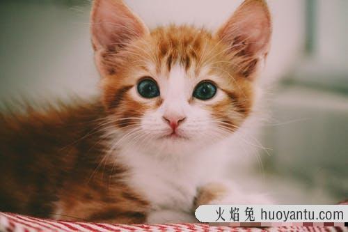 猫咪图片大全可爱(猫咪图片大全大图)