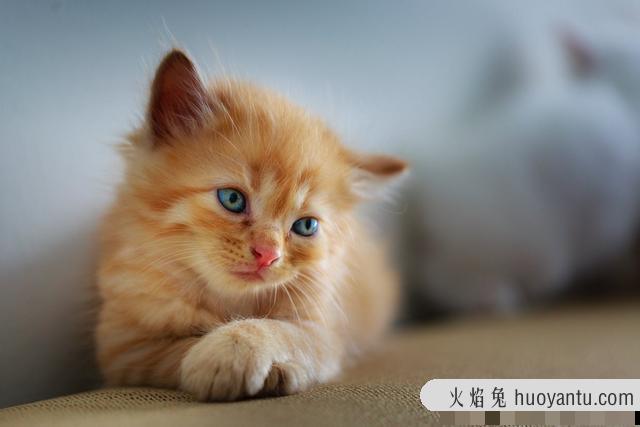 猫咪图片大全可爱(猫咪图片大全大图)