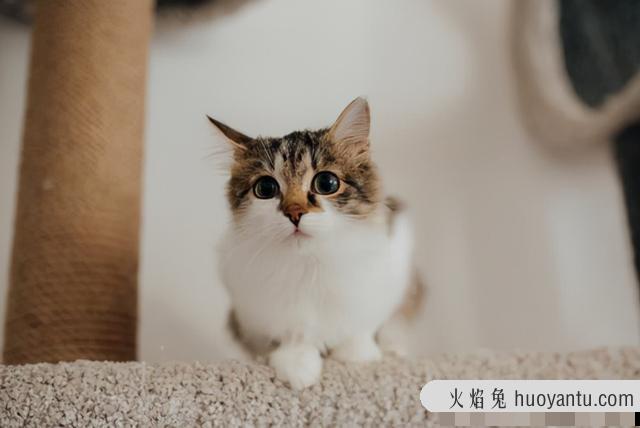 猫咪图片大全可爱(猫咪图片大全大图)