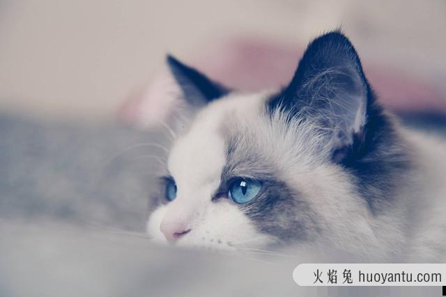 世界上最贵的猫排名前十名(世界上最贵的猫排名价格表)