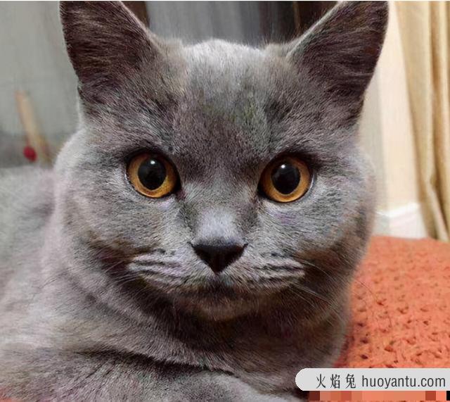 蓝胖子猫好养吗(蓝胖子猫什么品种)