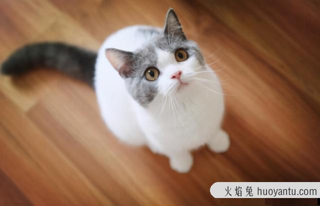 蓝胖子猫好养吗(蓝胖子猫什么品种)