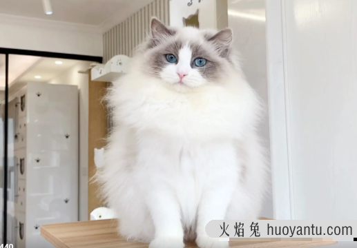 蓝白猫为什么比蓝猫贵(为啥蓝白比蓝猫贵)