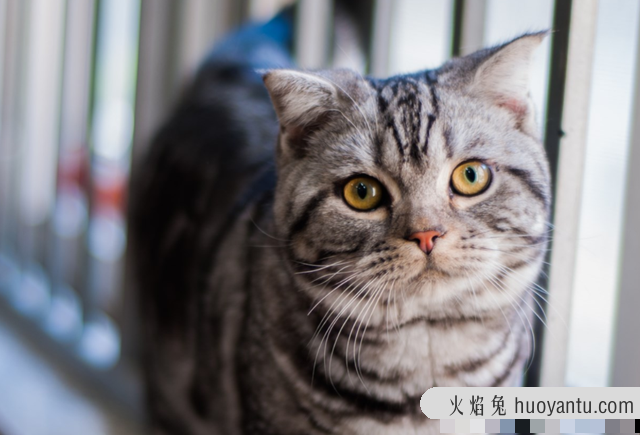 蓝白猫为什么比蓝猫贵(为啥蓝白比蓝猫贵)