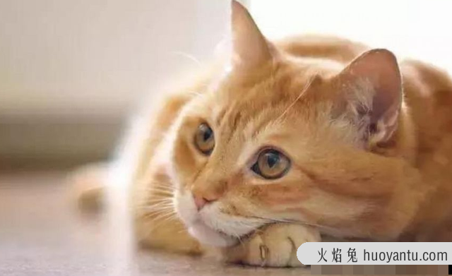 蓝白猫为什么比蓝猫贵(为啥蓝白比蓝猫贵)