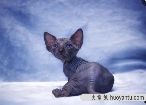 蓝白猫为什么比蓝猫贵(为啥蓝白比蓝猫贵)