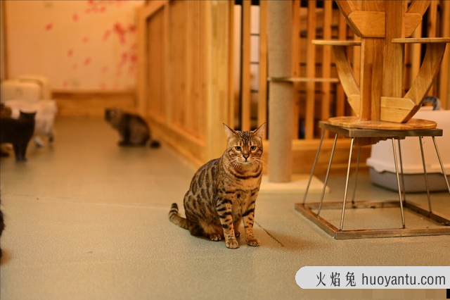 猫鼻子上长黑色结块是猫藓吗(猫鼻子上长黑色结块图片)