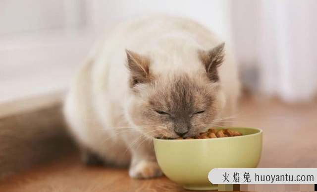 性价比高的猫粮排行榜(性价比高的猫粮有哪几种品牌)