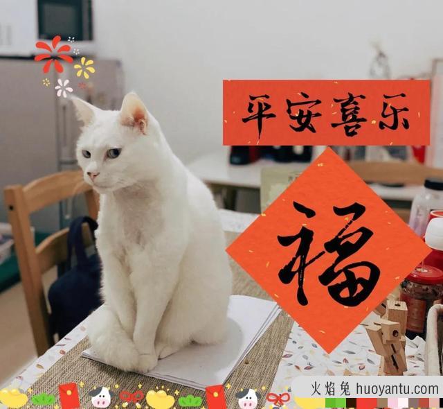 猫脖子里有肿起的肉球(猫脖子里有肿起的肉球怎么办)