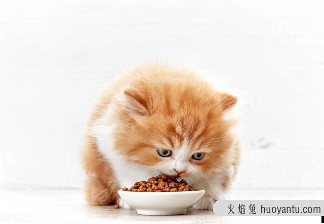 猫咪能吃鸡蛋吗(2个月的猫咪能吃鸡蛋吗)