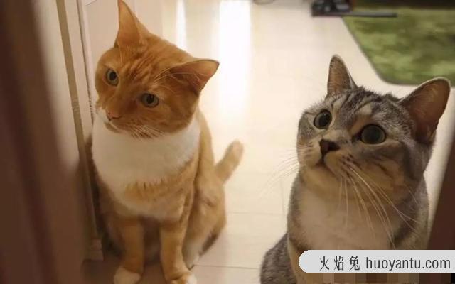 猫养一只好还是两只好(养猫养一只还是两只好)