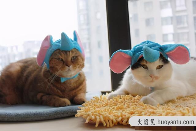 猫养一只好还是两只好(养猫养一只还是两只好)