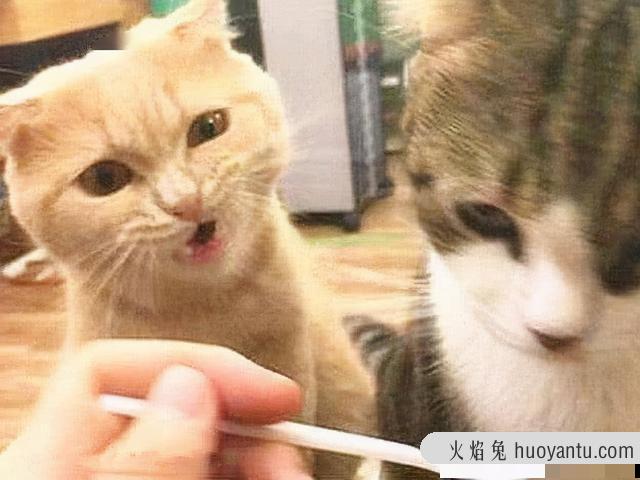 猫养一只好还是两只好(养猫养一只还是两只好)