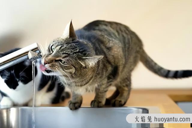 猫子宫蓄脓有什么症状(猫子宫蓄脓怎么引起的)