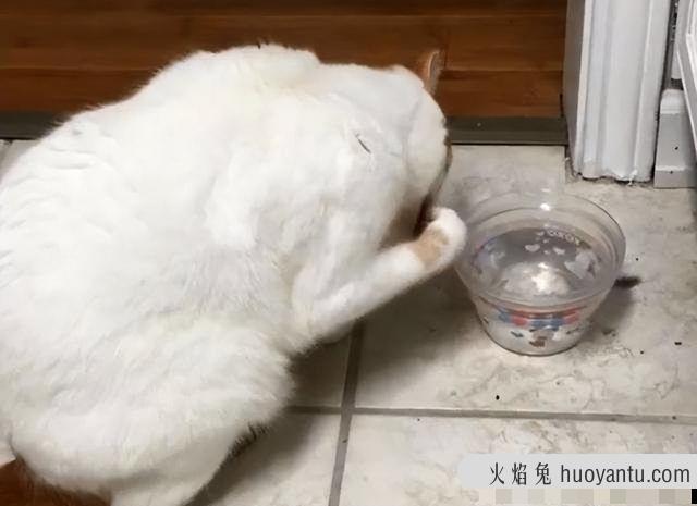 猫子宫蓄脓有什么症状(猫子宫蓄脓怎么引起的)