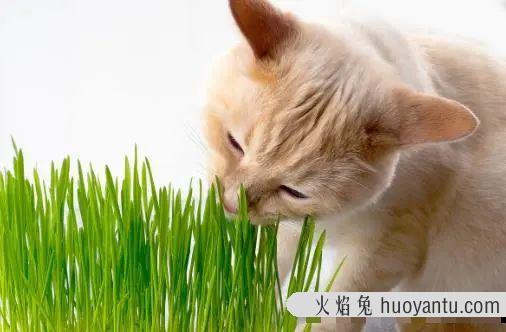 猫一直吐黄水不吃东西怎么办(猫一直吐黄水)