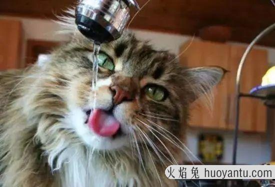 猫一直吐黄水不吃东西怎么办(猫一直吐黄水)