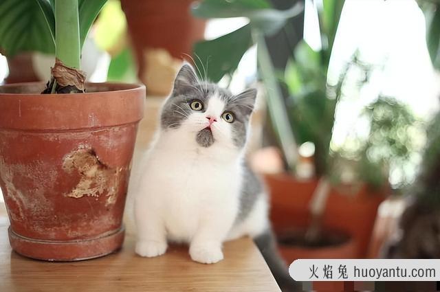 英短矮脚猫多少钱(矮脚猫多少钱一只)