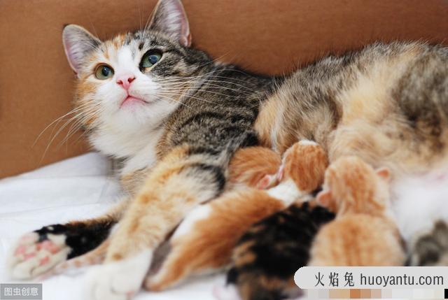 猫咪发情期持续多长时间(猫咪发情期多久)