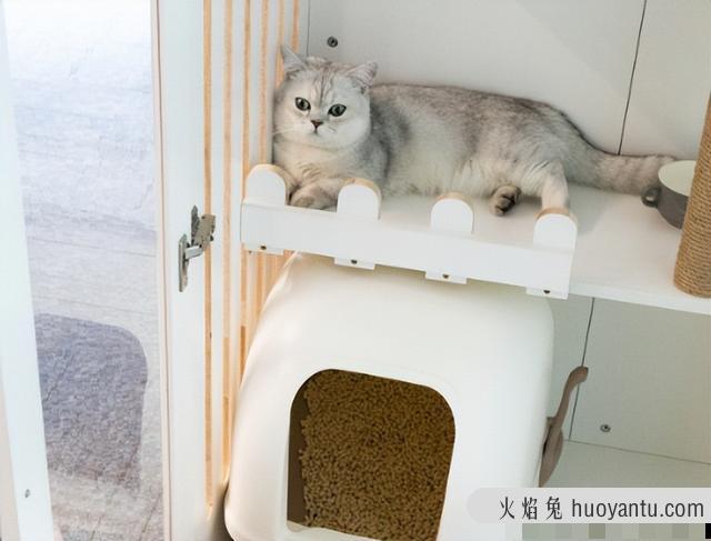 银渐层猫价格(银渐层猫价格多少钱一只)