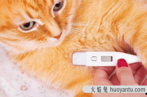 小猫感冒症状能自愈吗(小猫感冒了会自己痊愈吗)