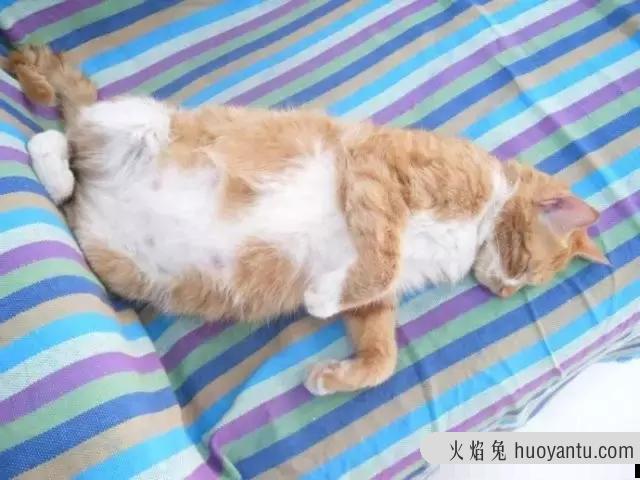 母猫怀孕初期症状图解(母猫怀孕早期症状)