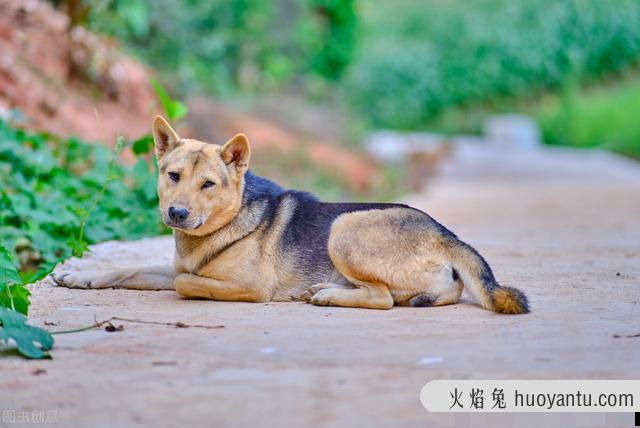 外来猫进家有什么预兆吗(外来猫进家有什么预兆民间说法)