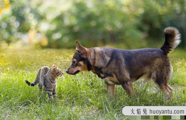 外来猫进家有什么预兆吗(外来猫进家有什么预兆民间说法)