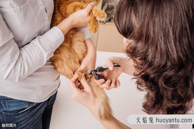 给猫剪指甲的技巧图解(给猫剪指甲的技巧图解教程)