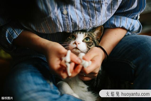 给猫剪指甲的技巧图解(给猫剪指甲的技巧图解教程)